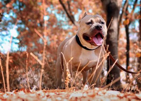 Tri Color Pitbull Dog Breed Information Your Dog Advisor