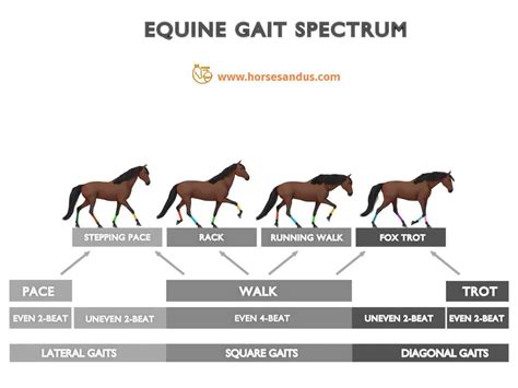 The 4 Basic Horse Gaits Explained Diagrams And Animations