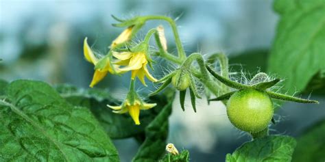 How Long From Tomato Flower To Fruit