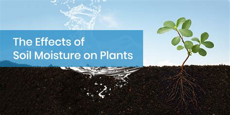 The Effects Of Soil Moisture On Plants Mccoy Components