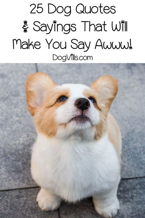 25 Cute Dog Quotes And Sayings That Will Make You Saw Aww Cute Dog