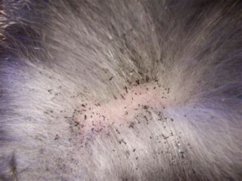 Flea Dirt Flea Poop On An Animal Animal Health Ticks Remedies