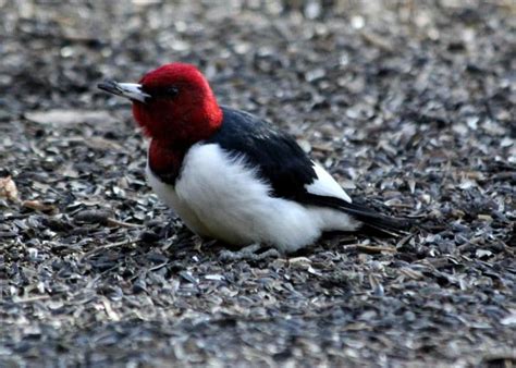Red Headed Woodpecker Indiana Audubon