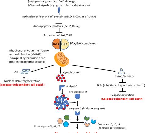 The Intrinsic Pathway Of Apoptosis And Carcinogenesis An Update