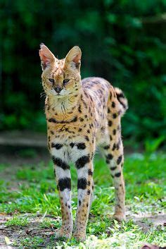 Moreover, it looks like one, too! 155 Best Serval images in 2019 | Serval, Serval cats, Big cats