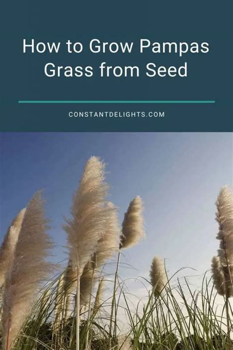 How To Grow Pampas Grass From Seed Constant Delights