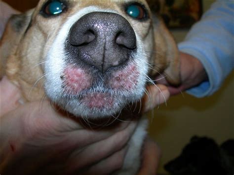 Lump On Dogs Nose