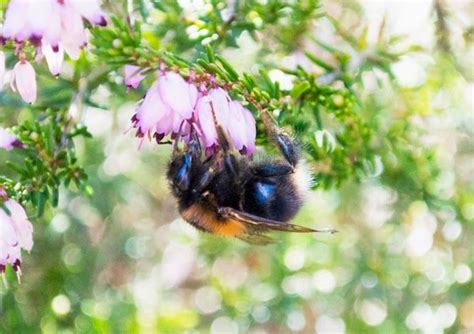 Bristol Bumble Bee Control Dangerous Bumble Bees In Bristol Learn