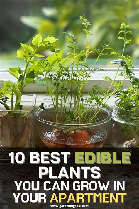 10 Best Edible Plants You Can Grow In Your Apartment