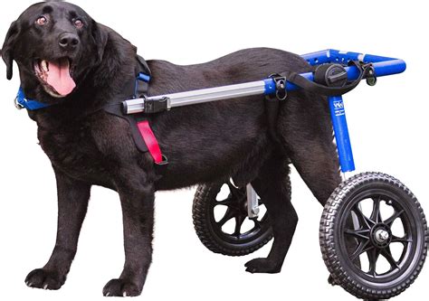 Walkin Wheels Dog Wheelchair For Large Dogs 70 180 Pounds