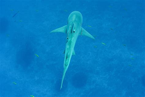 Bull Shark With Minipat Photo Credit Ryan Daly Oceanographic