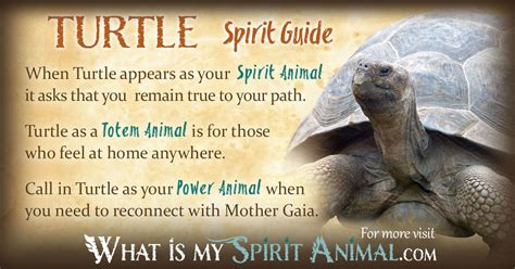 Turtle Spirit Animal Spirit Animal Totem Animal Spirit Guides Your