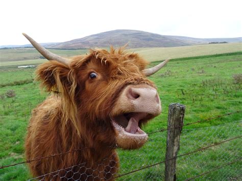 Happy Highland Cow Pics