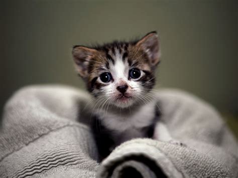 Free Download Cute Kitten Kittens Wallpaper 16122928 1280x800 For