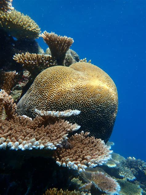 Coral Meet Coral How Selective Breeding May Help The Worlds Reefs