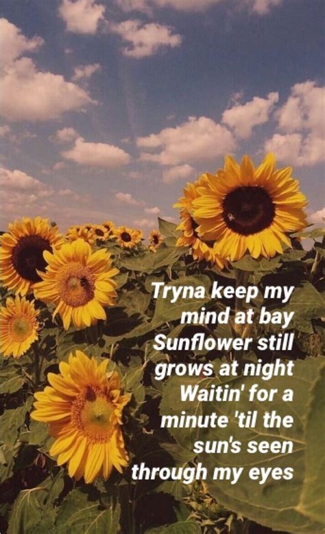 Sunflower Rex Orange County Lyrics Sunflower Wallpaper Artsy