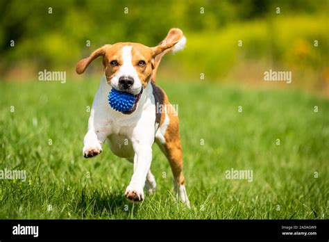 Beagle Dog Runs Through Green Meadow Towards Camera Stock Photo Alamy