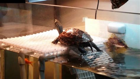 Hopefully it'll give you potential buyers some more insight on whether. DIY: Very Simple Turtle Basking Platform(Part 3) - YouTube