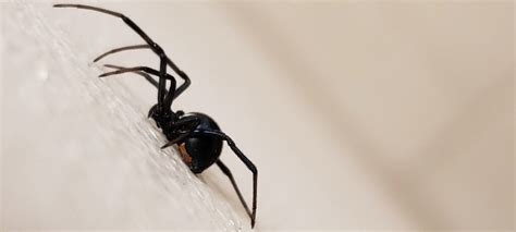 Cats Particularly Delicate To Black Widow Spider Venom By Lee Pickett