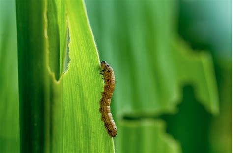 Identify And Treat Armyworms And Sod Webworms Ng Turf