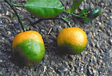 Uf Researchers On The Cusp Of Citrus Greening Cure Wgcu Pbs And Npr For