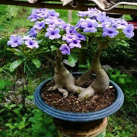 Rare Purple Desert Rose Bonsai Plant Tree House Herb Garden Flower