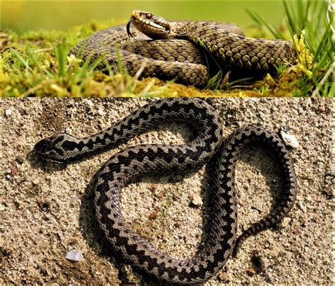 A Snake That Is Laying Down On The Ground Next To Grass And Another Image Of A Snake With It S
