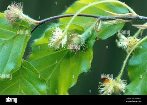 Common Beech Fagus Sylvatica Male And Female Blossoms Stock Photo