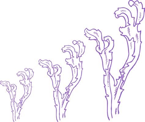 Triple Seaweed Clip Art At Vector Clip Art Online Royalty