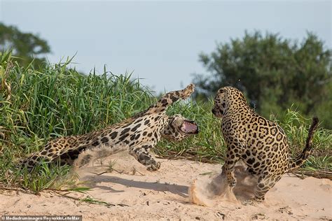 Two Jaguars Face Off Over Territory Just Yards From Photographer On A Riverbank In Brazil