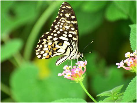 The Swallowtails Brush Footed Butterfly On Lantana Flower Flickr