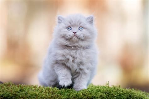 They are very friendly, playful, and socialized/affectionate with. How to Take Care of Your British Longhair Cat - MyStart