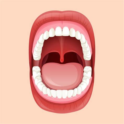 Anatomy Of The Human Mouth 299705 Vector Art At Vecteezy
