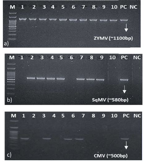 Here's what i did about it. Amplification of Zucchini yellow mosaic virus by uniplex ...