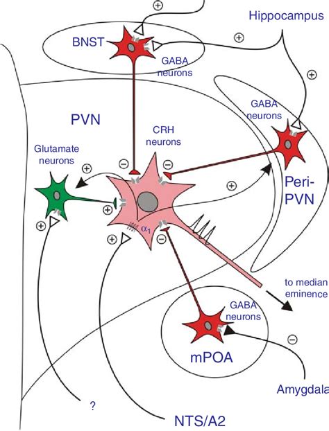 4 Synaptic Regulation Of Pvn Crh Neurons Excitatory Projections From