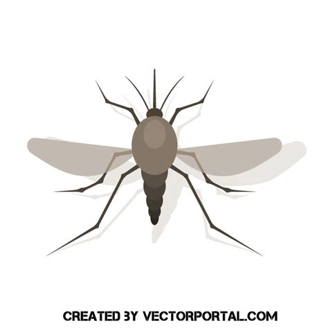 Mosquito Top View Royalty Free Stock Svg Vector And Clip Art