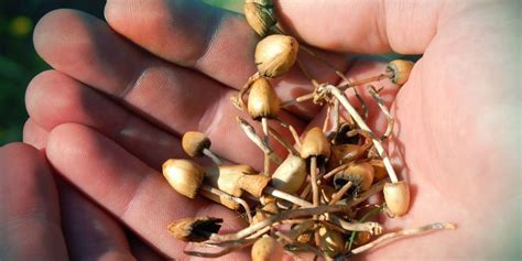 Wat Zijn De Verschillen Tussen Ayahuasca En Magic Mushrooms Paddo S Zamnesia