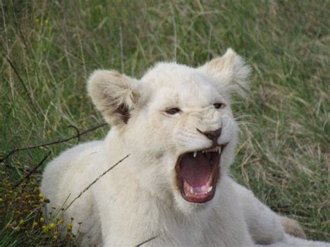 The lion has 10 species in total: White Lion cub - sooo cute! - Picture of Pumba Private ...