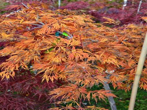 8 Plants With Spectacular Fall Colors Mikes Backyard Nursery