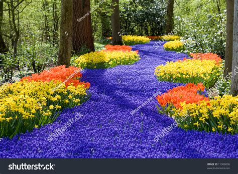 Beautiful Field Of Spring Flowers With Narcissus Tulips And Muscari