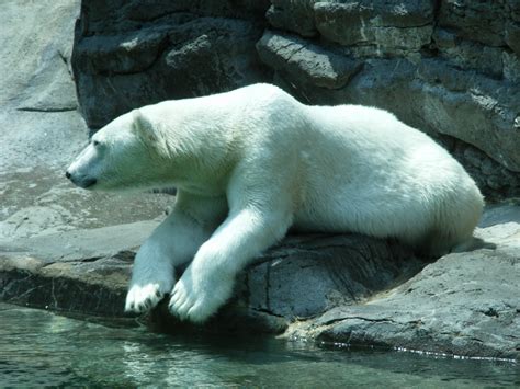 Polar Bear Free Stock Photo Public Domain Pictures