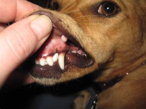 What Causes Warts In Dogs