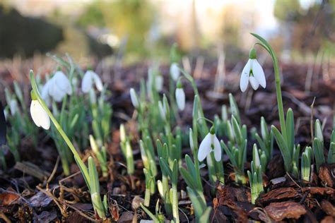 Zeigen sie, wie gut sie sich auskennen mit den zeichen der schönsten jahreszeit! Schneeglöckchen pflanzen: Tipps vom Experten - Plantura