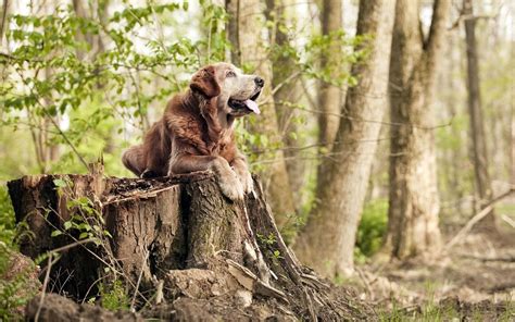 Wallpaper Forest Grass Wildlife Tree Stump Dogs Fauna Woodland
