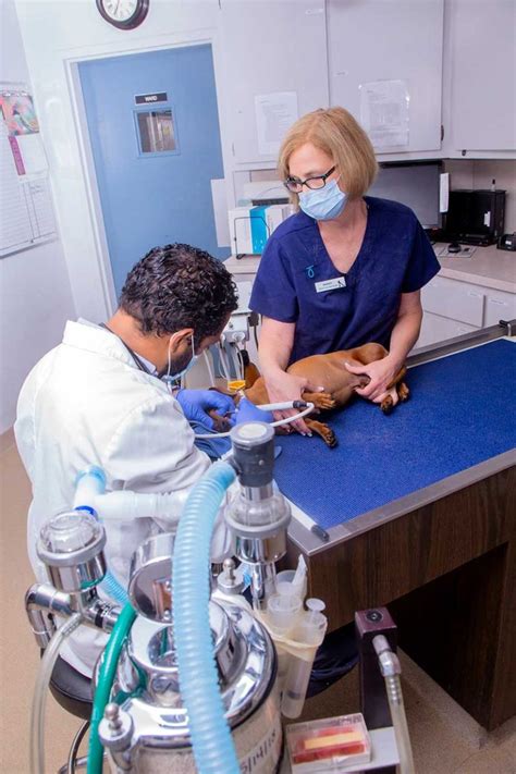 Pet Dental Care Hebron Veterinary Hospital Hebron Connecticut