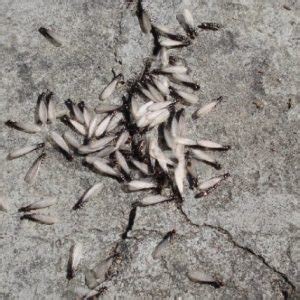 Sebagiannya lagi jenis serangga lainnya. Metamorfosis Tidak Sempurna Pada Siklus Hidup Rayap - FUMIDA