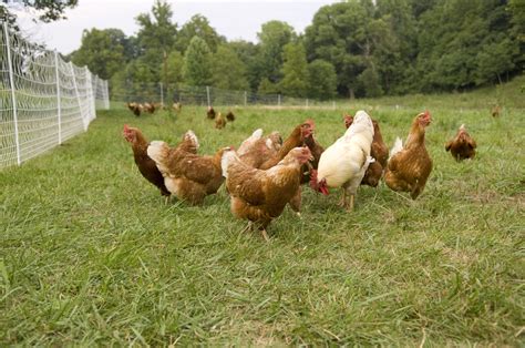 Pasture Raised Chickens On A Green Grass Field Hollow Trees