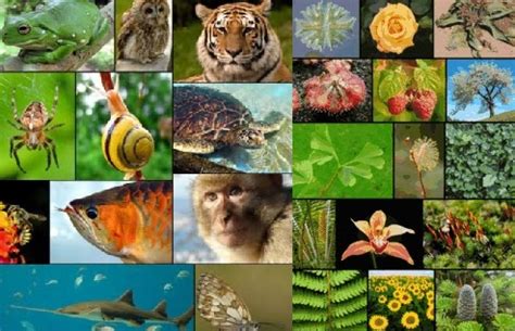 Pengertian Dan Jenis Jenis Keanekaragaman Hayati Biodiversitas