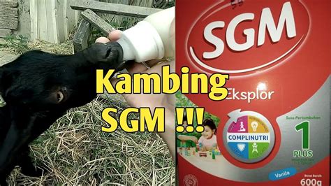 Here are some english words for different farm animals. ANAK KAMBING MINUM SUSU SGM!!! - YouTube