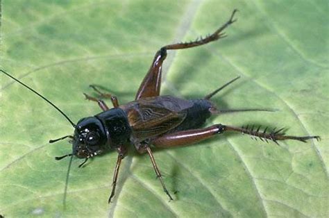 Insect entomophagy gut loading grasshopper cricket flour, insect, animals, insect farming png. Field Cricket